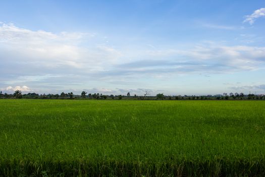 Rice field green grass is blue sky cloud cloudy landscape background