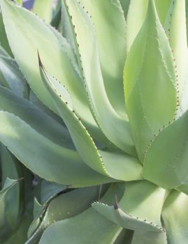 Full frame Aloe Vera leaves. Mallorca, Balearic islands, Spain.