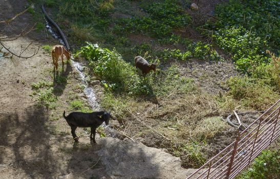 Three Goats Grazing. Goats grazing in a garden. Mallorca, Balearic islands, Spain in October.