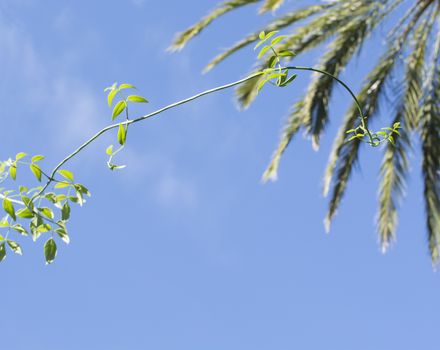 Green leafy plant growing against blue sky with palm tree in the background. Mallorca, Balearic islands, Spain.