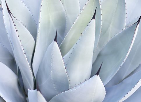 Decorative leaves on Aloe Vera plant. Mallorca, Balearic islands, Spain.