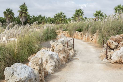 Gravel road in Mediterranean landscape with reeds, rocks and palm trees. October,2 Mallorca, Balearic islands, Spain.