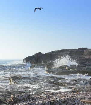 Seagull Choppy Seas in Ses Covetes, Mallorca, Balearic islands, Spain in October.