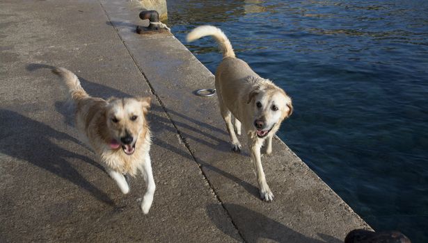 Two Happy Wet Dogs running on a pier after a swim. Mallorca, Balearic islands, Spain.