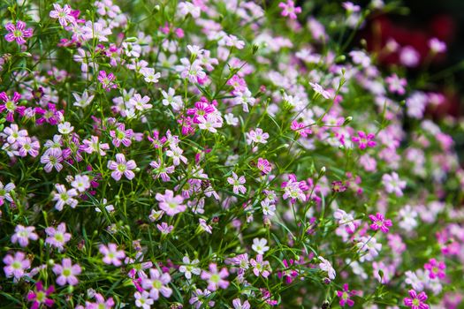 Gypsophila flower is closeup.