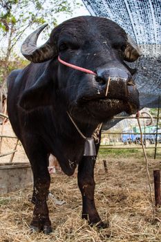 cows and buffalos is  in thailand 