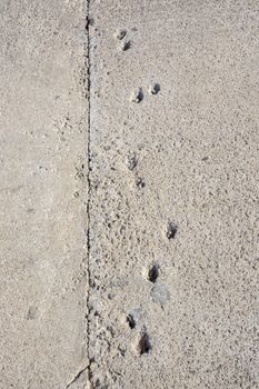 Concrete footprints, probably by a cat, on a sidewalk. Mallorca, Balearic islands, Spain.