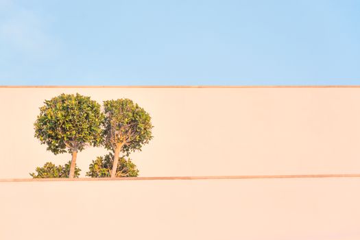 Ficus tree building with wide horizontal white walls in sunset light.