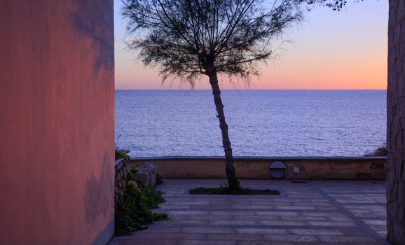 Leaning tree sunset, horizon and terra-cotta wall with shadows in interesting colors.