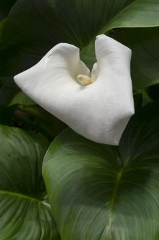 White calla on green leaves. Vertical image.