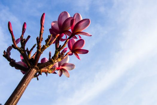 Plumeria flowers on blue sky