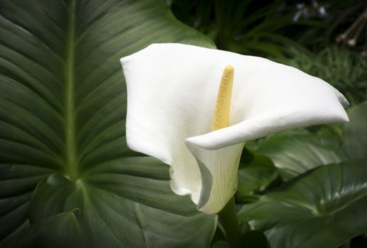 White calla and large leaf horizontal image. The Calla lily's classic meaning is considered to be magnificent beauty. For the ancient Romans, lilies symbolized lust and sensuality because of their large pistils, which were considered to be very phallic. However with the rise of Christianity, the calla lily was thought to represent chastity, virtue and purity, and was associated with the Virgin Mary. Both cultures considered calla lilies to be symbols of fertility and abundance. 

Read more: http://www.ehow.com/about_6690030_meaning-calla-flower.html#ixzz2vPA1P8o4