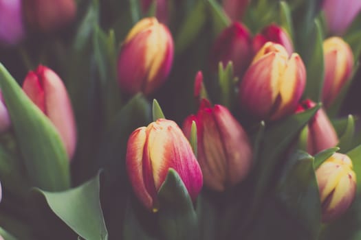 Tulip bunch full frame multi-colored.