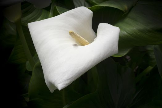 White calla Lily. The Calla lily's classic meaning is considered to be magnificent beauty and a symbol of fertility and abundance.