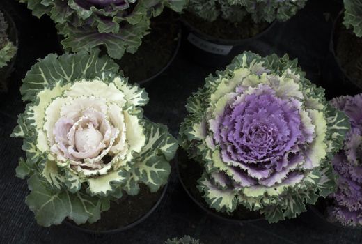 Two flower cabbage in pots in colors pink, purple and green on dark background.