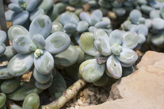 Moonstones, pachyphytum oviferum, a succulent plant with thick, chubby, rounded look, natural to Mexico.