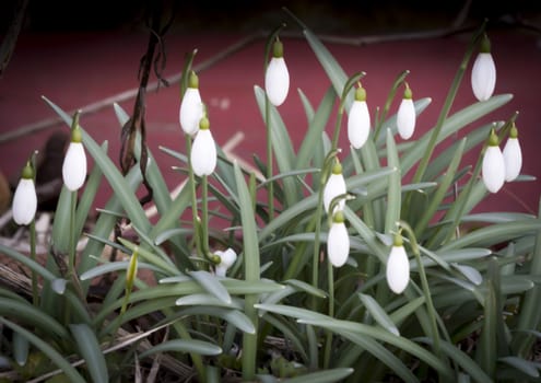 Snow drops, Galanthus nivalis, in March. Stockholm, Sweden.
