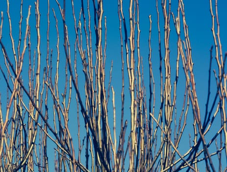 Upwards Growing Twigs. New twigs on cut tree growing straight up in decorative pattern against blue sky. March, Stockholm, Sweden.