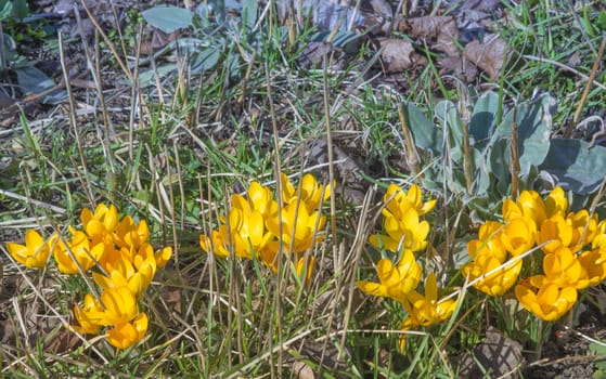Yellow Crocus in garden grass, Stockholm, Sweden in March.