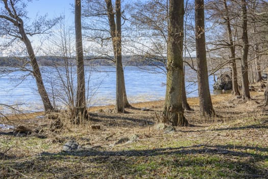 Spring by the lake. Springtime begins in the forest at Lake Malaren, Stockholm, Sweden in Mid March.