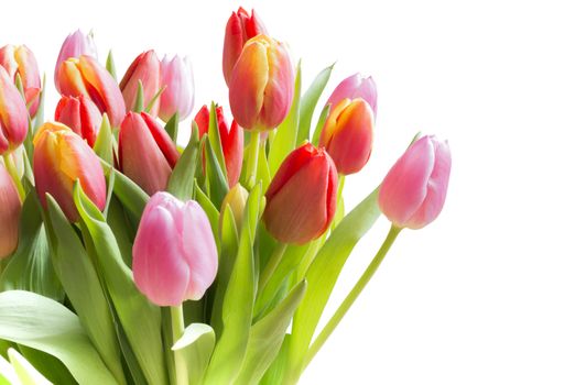 Spring tulips in a bouquet with pink, red and yellow flowers isolated on white.