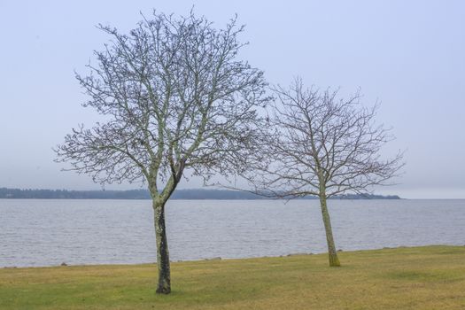 Two trees by Lake Vanern in Amal, Varmland, Sweden in March.