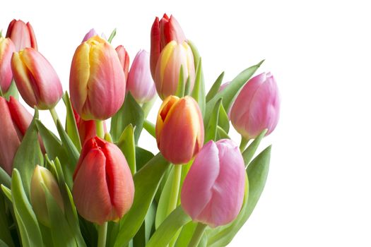 Colorful tulips isolated on white. Bouquet of tulips in red, yellow, pink with stems and leaves in green, 5isolated on white, horizontal image.