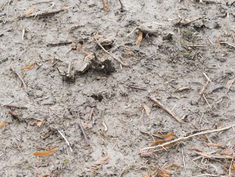 Ground root system in wet dirt in spring garden in March, Sweden.