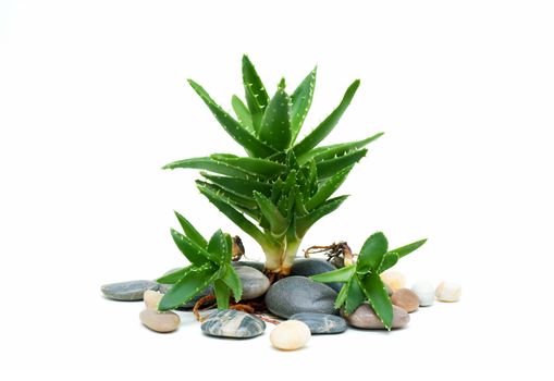 Aloe vera and stones