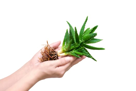 Whole aloe vera in a girl's hand