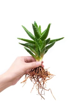 Whole aloe vera in a girl's hand