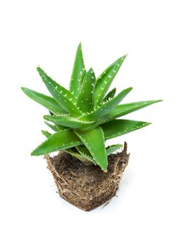 Aloe vera isolated