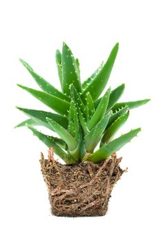 Aloe vera isolated