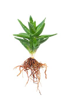 Aloe vera isolated