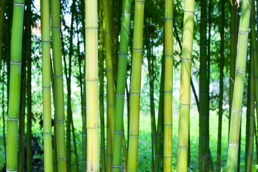 Bamboo forest