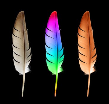 Feather (clipping path)
