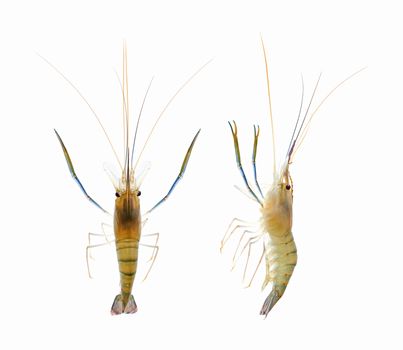 Shrimp (clipping path!)