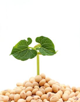 Soybean sprout isolated