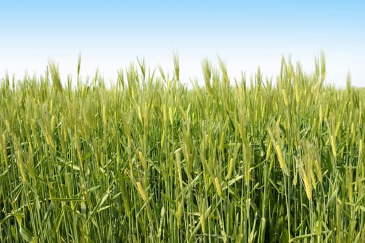 Green wheat field