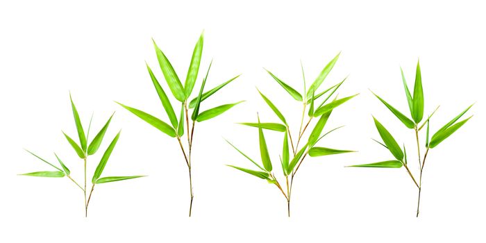 Bamboo leaves