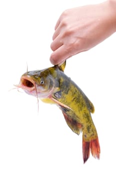 Holding Catfish isolated on white