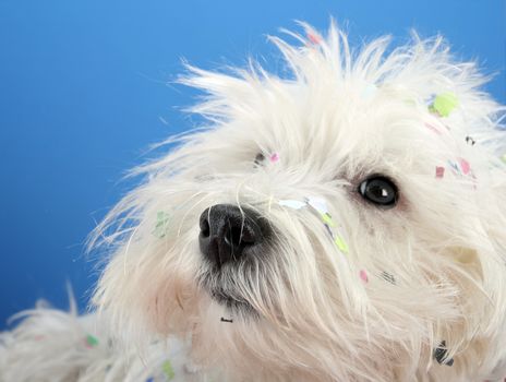 West highland white terrier with confetti.