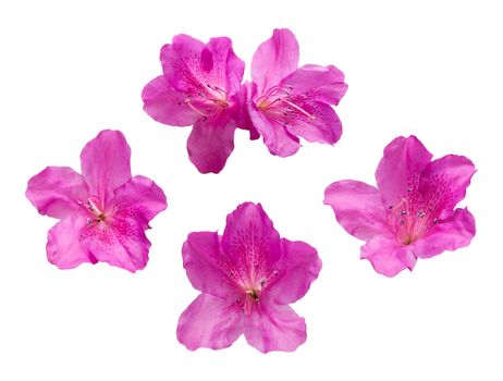 Pink Rhododendron flowers