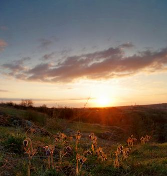 Pasque Wild Flower Group in setting sun 