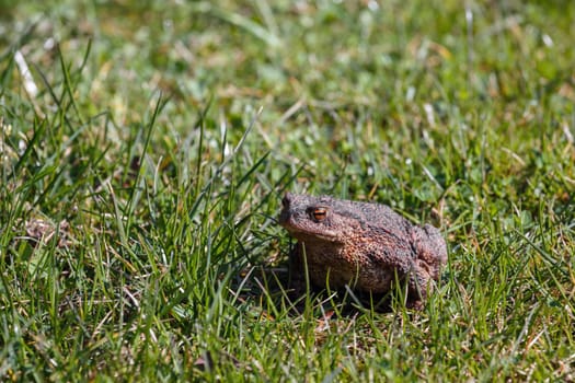 brown female toad in the sunny spring garden, czech republic