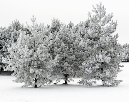 This is a young snow-covered pine trees in winter 