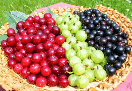 Fresh ripe  blackcurrants,cherry and gooseberries isolated in basket
