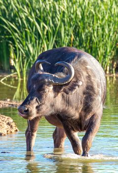 Wild African buffalo cow drinking while standing in the water