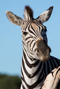 Zebra wild animal with stripes and alert ears
