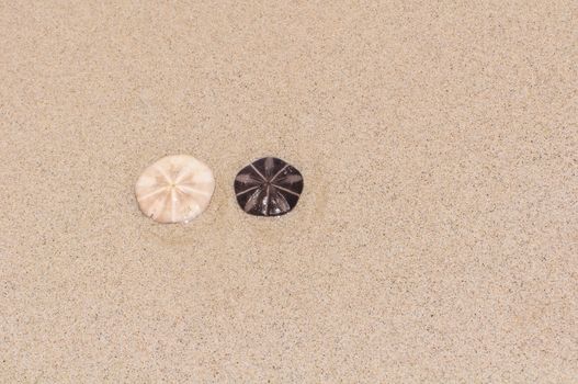 Shell stars placed on the sand. And make the image texture